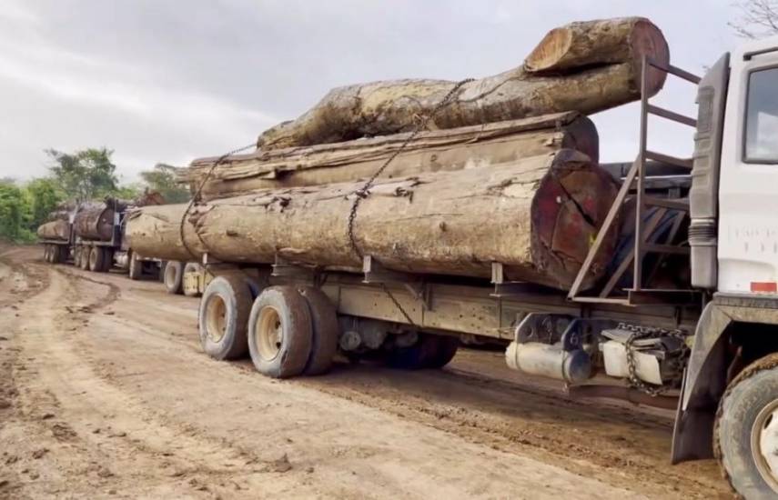 ML | Madera extraída de Darién.