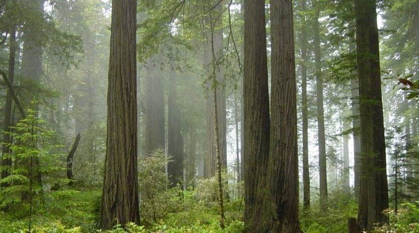 Europa Press | Todos los bosques del mundo están hechos de una mínima capa de células.
