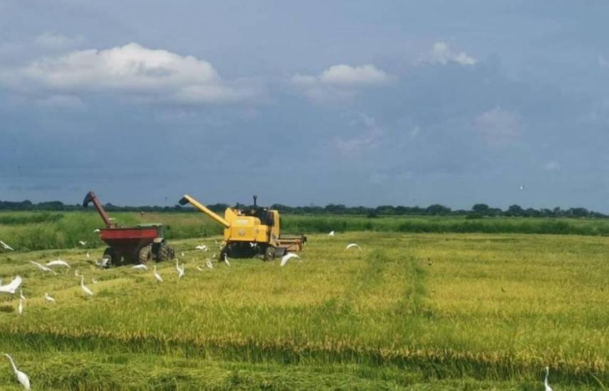 ML | Maquinaria en un campo de arroz.