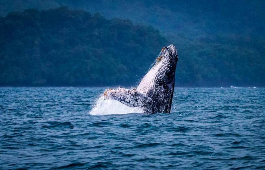 Eduardo Estrada | Una ballena en las aguas de Panamá.
