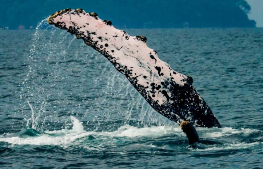 Ballenas llegan del Pacífico Sur para dar a luz a sus crías