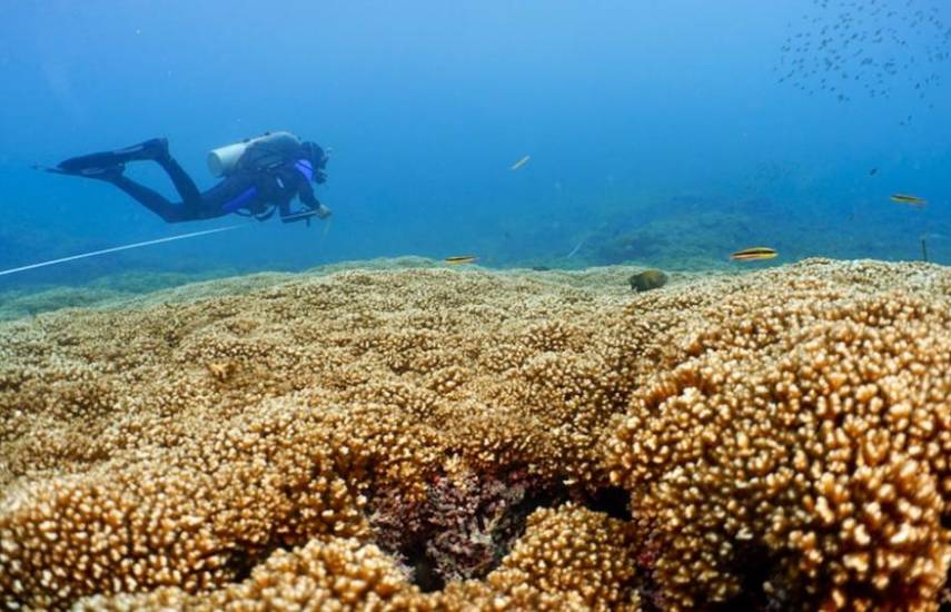 Algas del Pacífico panameño pueden proteger arrecifes de coral