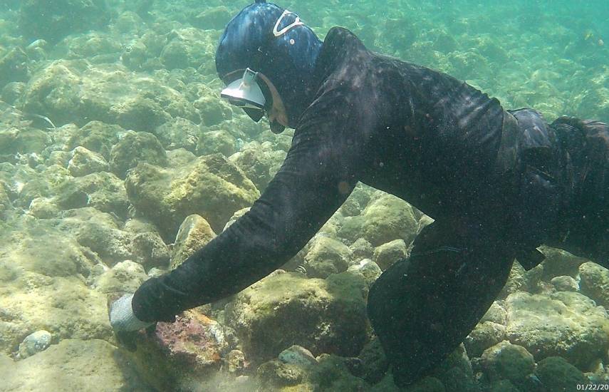 Científicos estudian caracoles marinos en el Parque Nacional Coiba