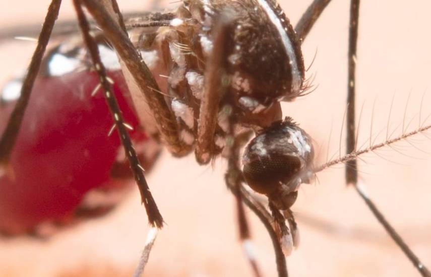 ML | Mosquito transmisor del virus.