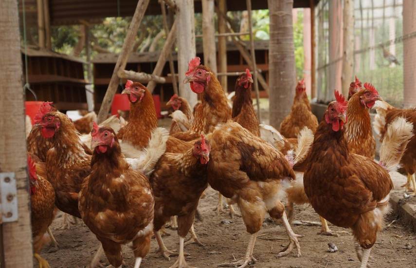 Refuerzan las medidas de bioseguridad por influenza aviar en aves de traspatio