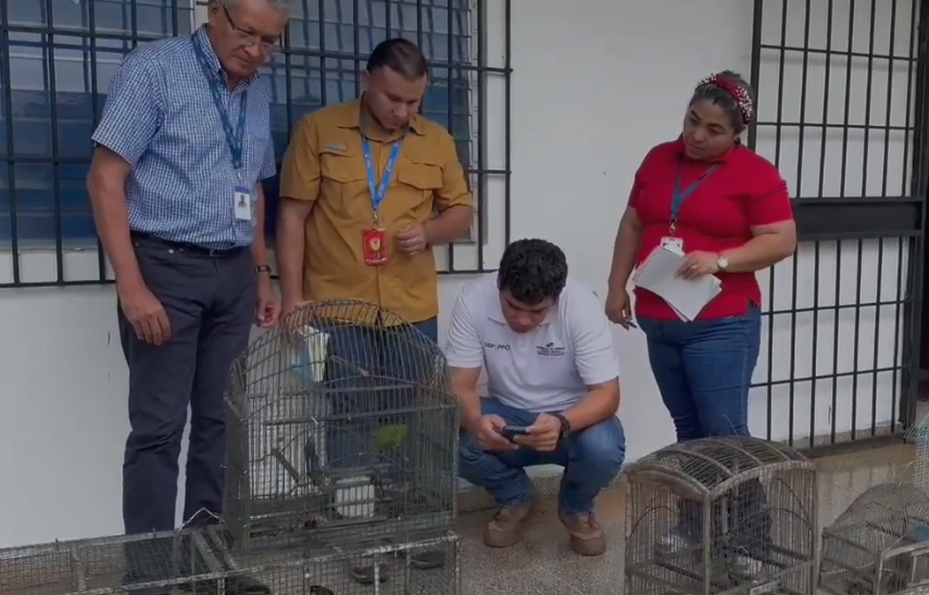 Recuperan 16 aves silvestres en cautiverio en Chiriquí.