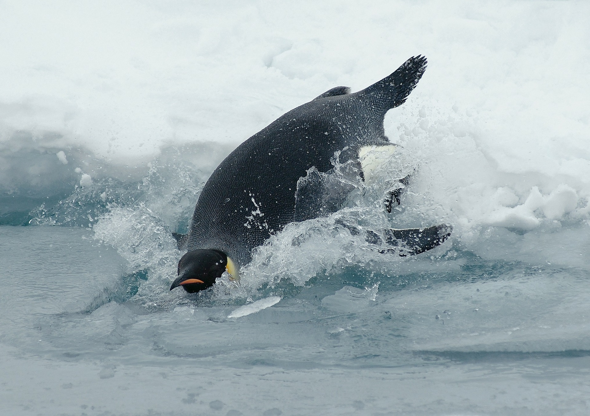 Encuentran la piel fosilizada de un pingüino de 43 millones de años