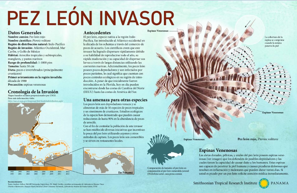 Maayan Harel | El pez león invasor, un depredador voraz nativo del Indo-Pacífico.